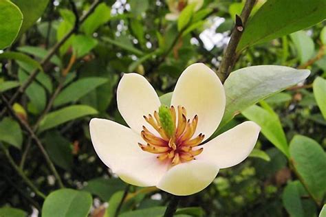 含笑樹|含笑花（木兰科含笑属植物）